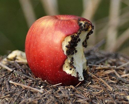Anthill,-Apple,-Ants,-Insect,-Insects,-Beetle,-Forest Faucet