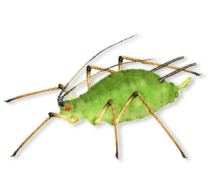 id-image-aphid Aphid