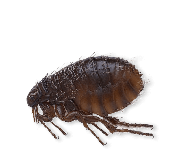 id-image-flea Flea