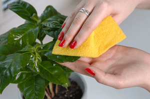 Wipe Plants